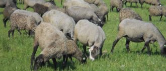 Как выделать шкуру овцы в домашних условиях — обработка и дубление от А до Я