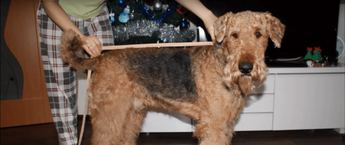 Измерение длины спины собаки