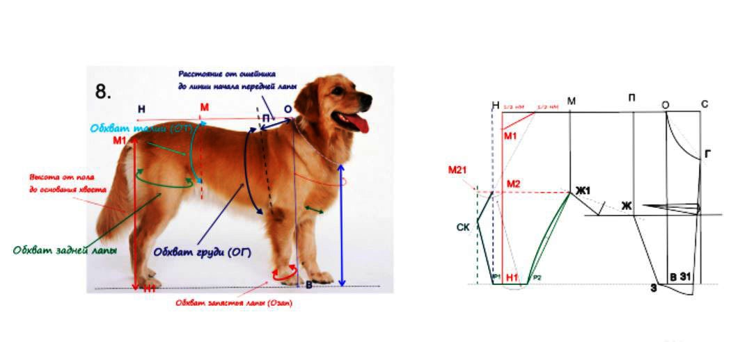 Выкройка комбинезона для собаки: варианты моделей и кроя, фото и видео мк