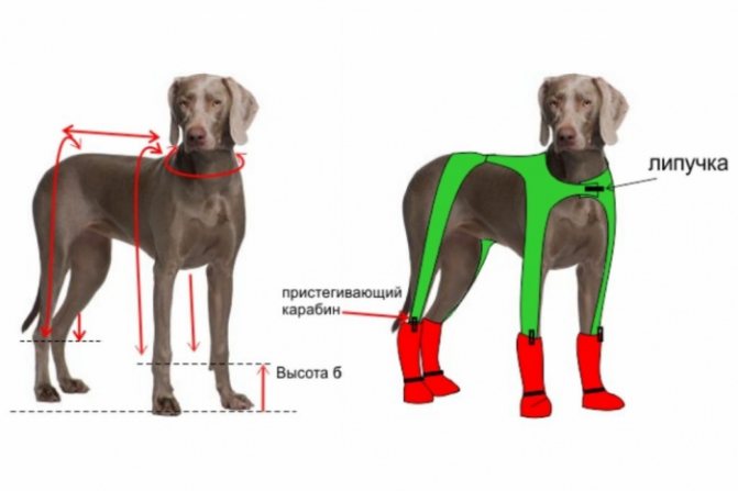 Выкройка обуви для собаки удобный покрой: йорк в ботинках