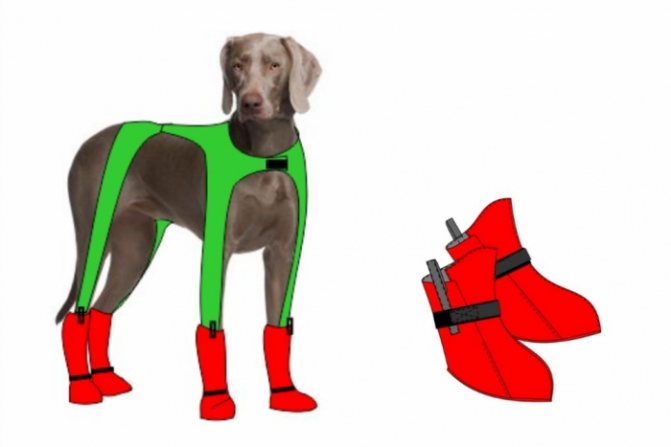 Выкройка обуви для собаки удобный покрой: йорк в ботинках