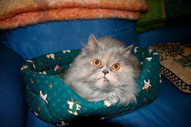 Лежанка из ткани
