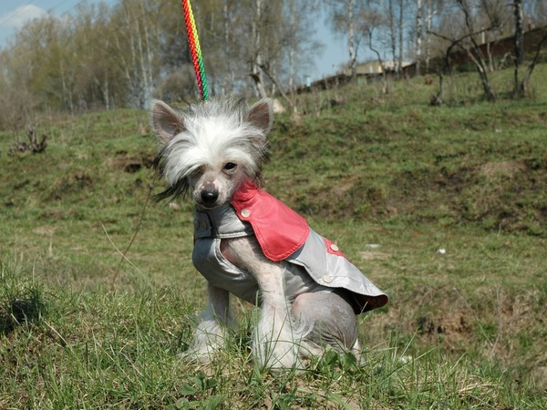 Фотогалерея одежда для китайской хохлатой собаки фото-3