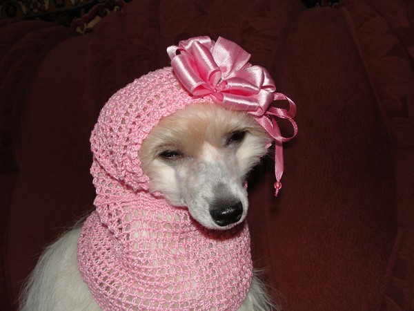 Фотогалерея одежда для китайской хохлатой собаки фото-8