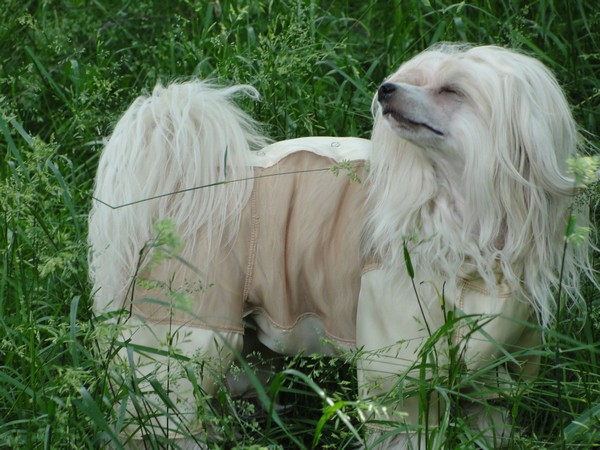 Фотогалерея одежда для китайской хохлатой собаки фото-9