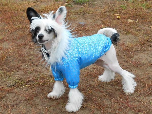 Фотогалерея одежда для китайской хохлатой собаки фото-10