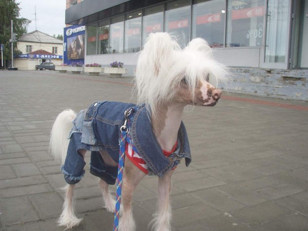 Фотогалерея одежда для китайской хохлатой собаки фото - 16