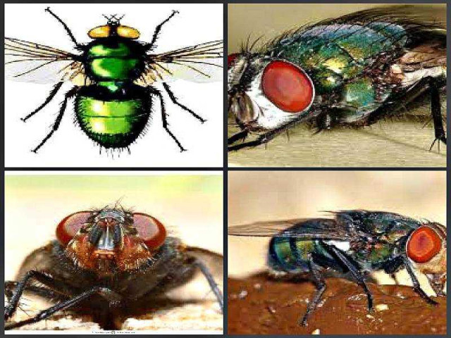 Сколько живут мухи - длительность жизни мух разных видов