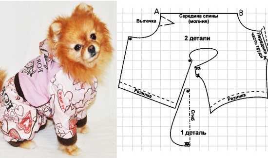 Рекомендации по декорированию одежды для собак своими руками