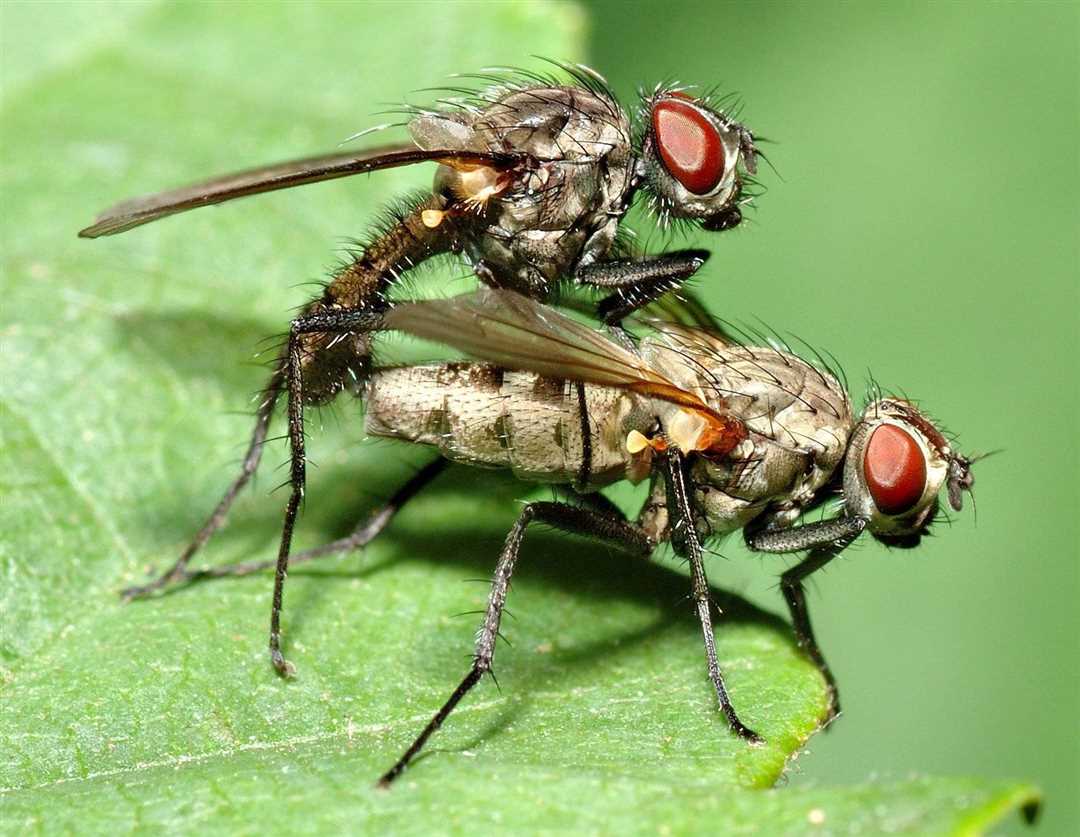 Как мухи могут повлиять на нас?